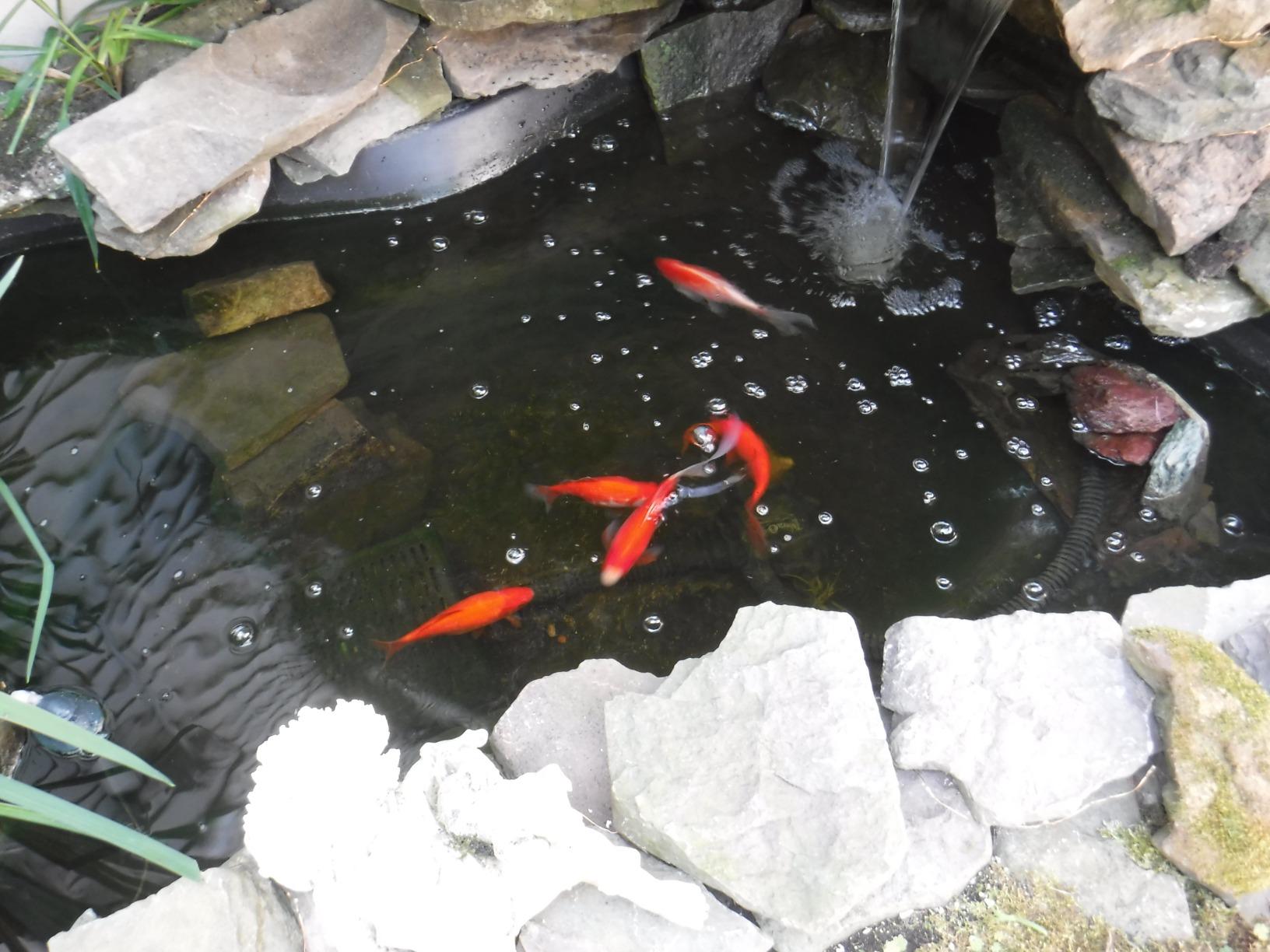 Tetra Pond Water Garden Pump, 1081 GPH customer photo 1