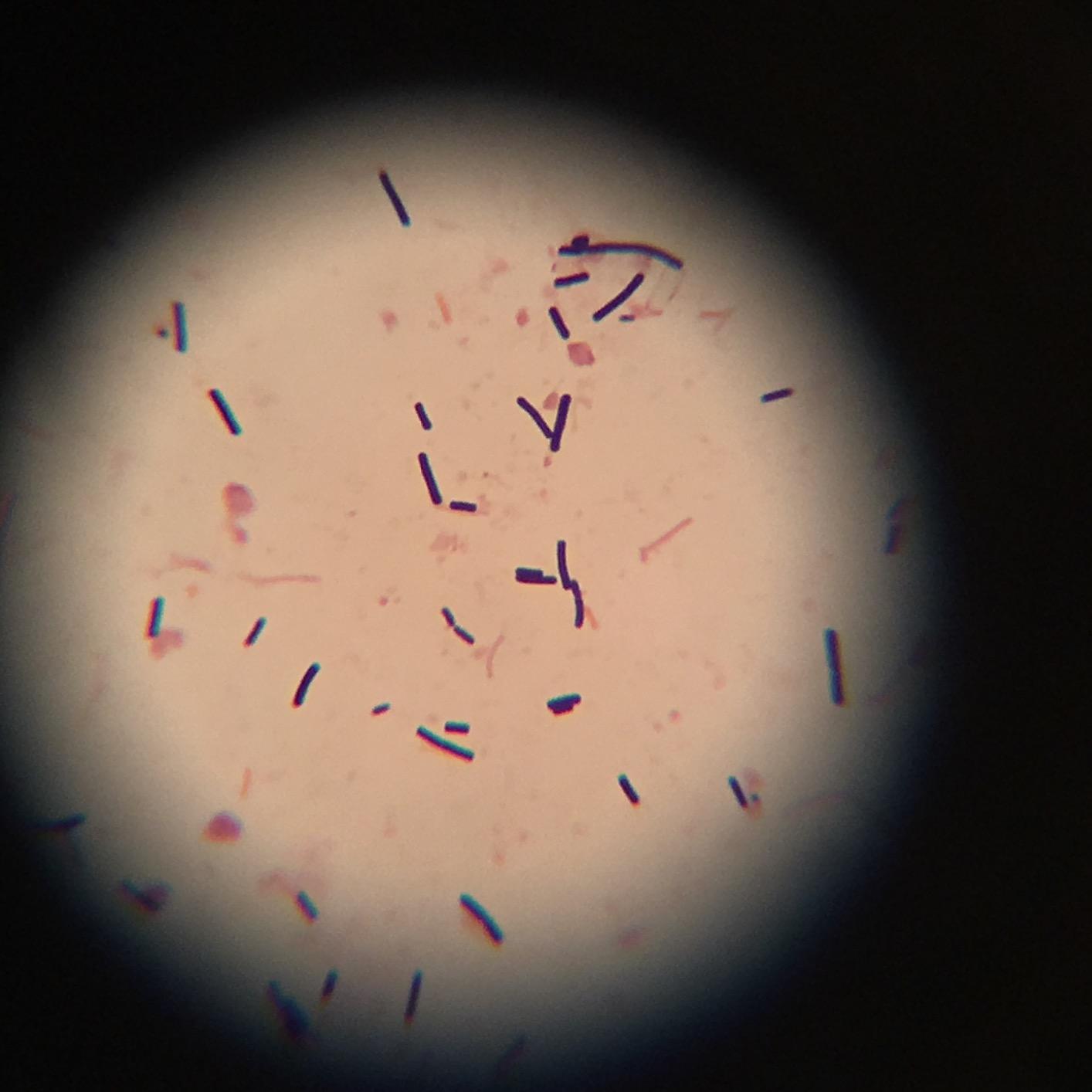 AmScope T490B Compound Trinocular Microscope, 2000X Magnification customer photo 1