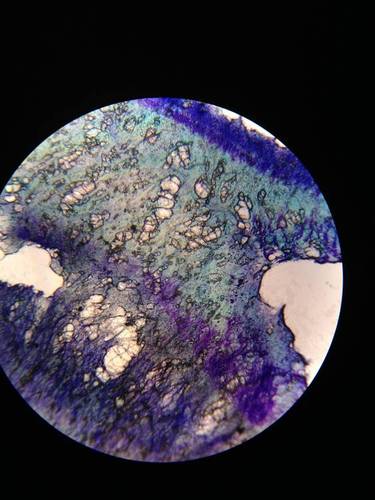 AmScope T490B Compound Trinocular Microscope, 2000X Magnification customer photo 2