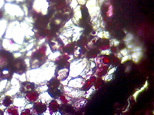 OMAX M82E Series Binocular Biological Compound Microscope 40X-2000X Magnification Lab LED with Mechanical Stage customer photo 2