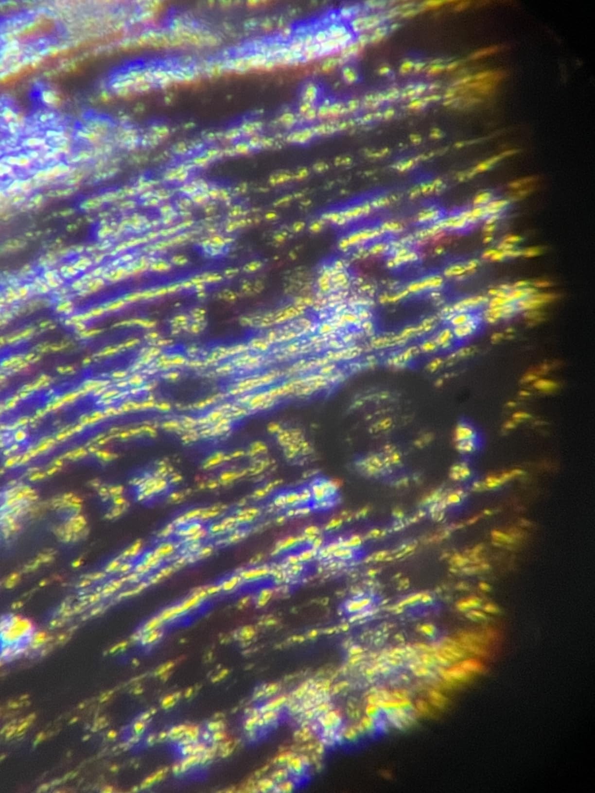 Carson MicroFlip 100x-250x, LED UV Pocket Microscope with Smartphone Clip, STEM Education (MP-250) customer photo 1