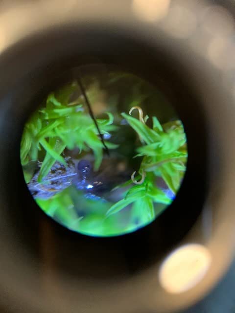 AmScope M162C-2L-PB10-WM
