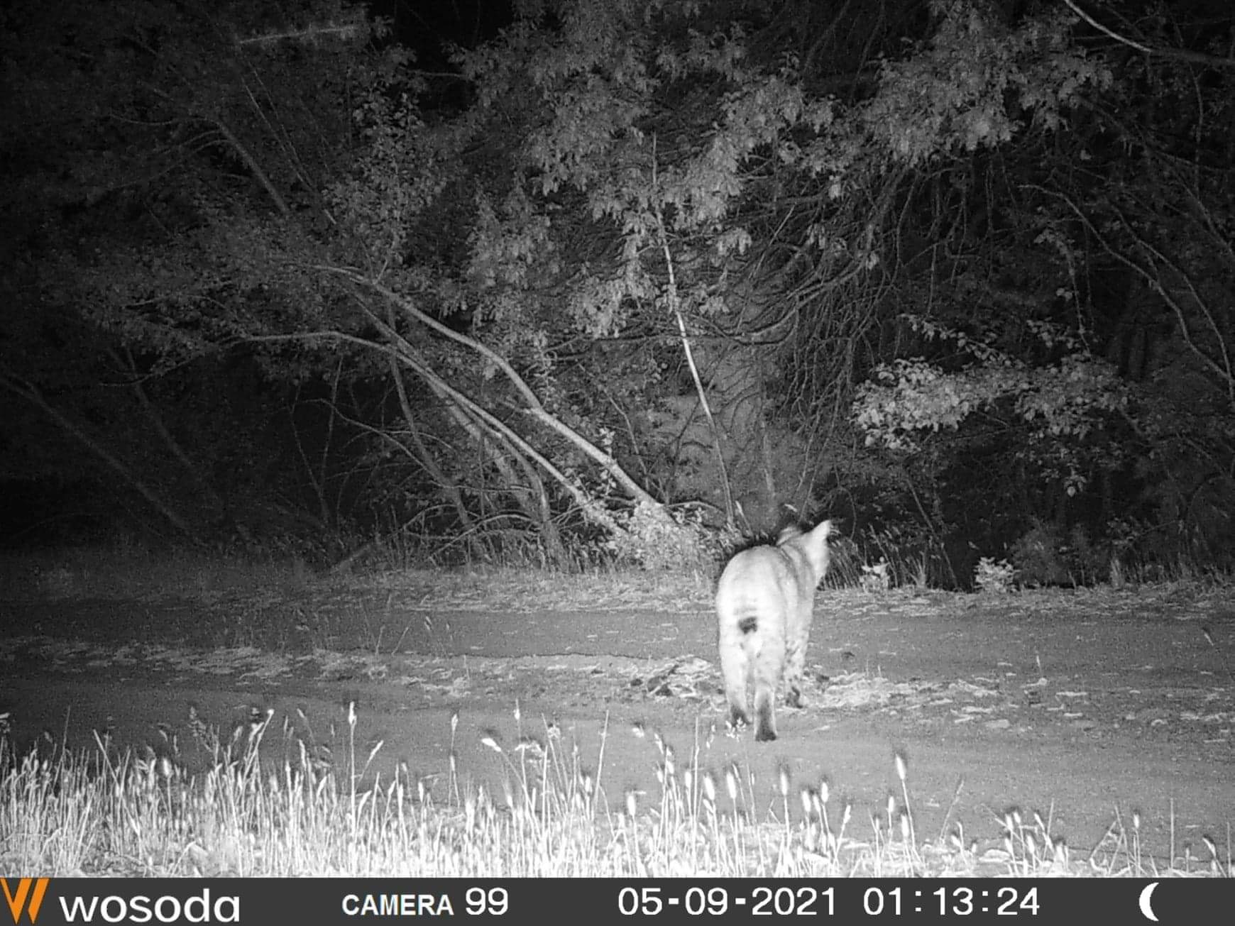 WOSODA 2 Pack Trail Cameras with Night Vision Motion Activated Waterproof,48MP Game Camera,1080P HD Trail Cam with SD Card for Wildlife Monitoring,Outdoor Scouting & Security(Non-WiFi) customer photo 2