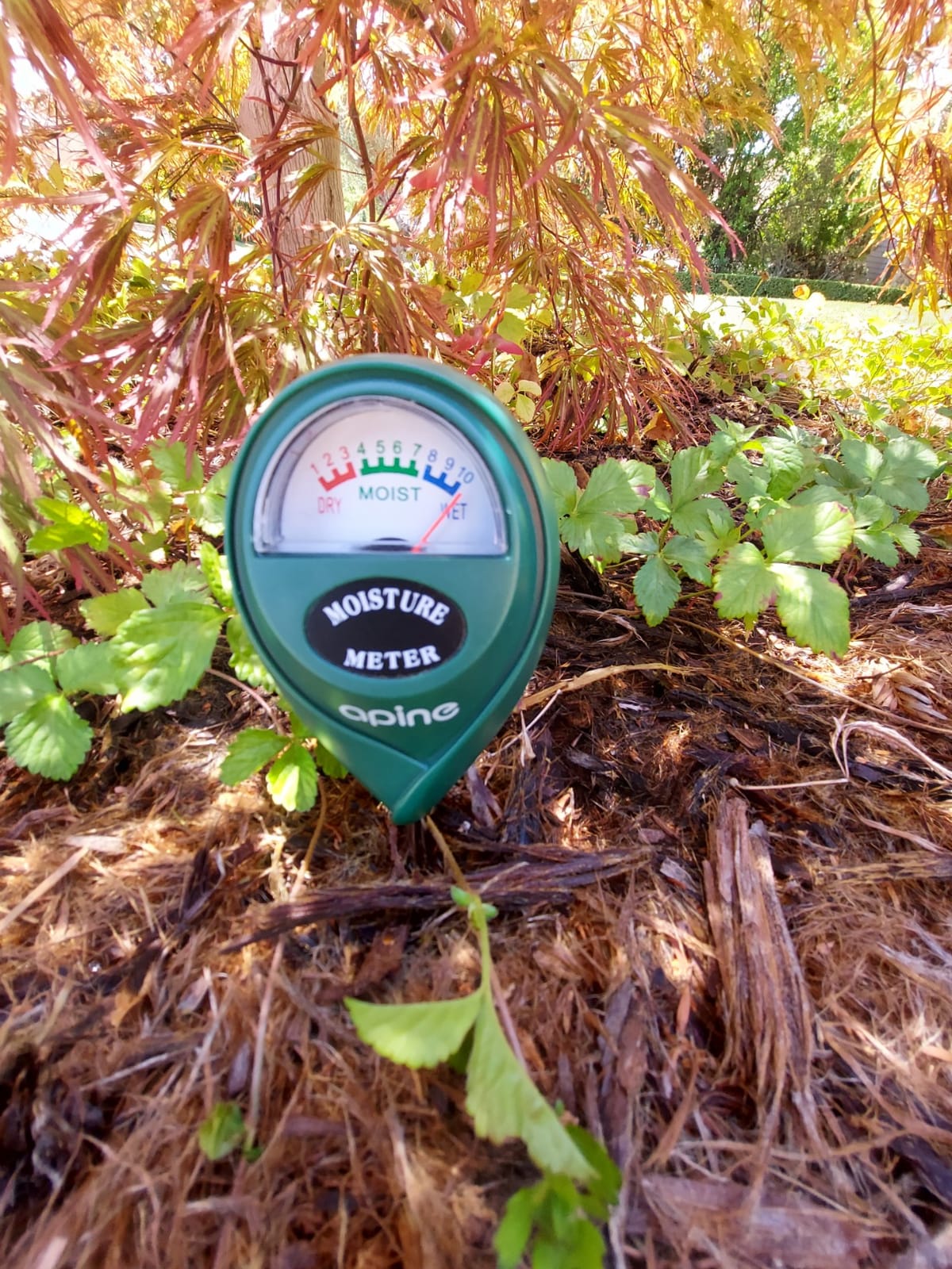apine Soil Moisture Meter,Plants Moisture Meter,Plant Water Meter for Indoor/Outdoor Plants,Hydrometer for Plants（Green） customer photo 1