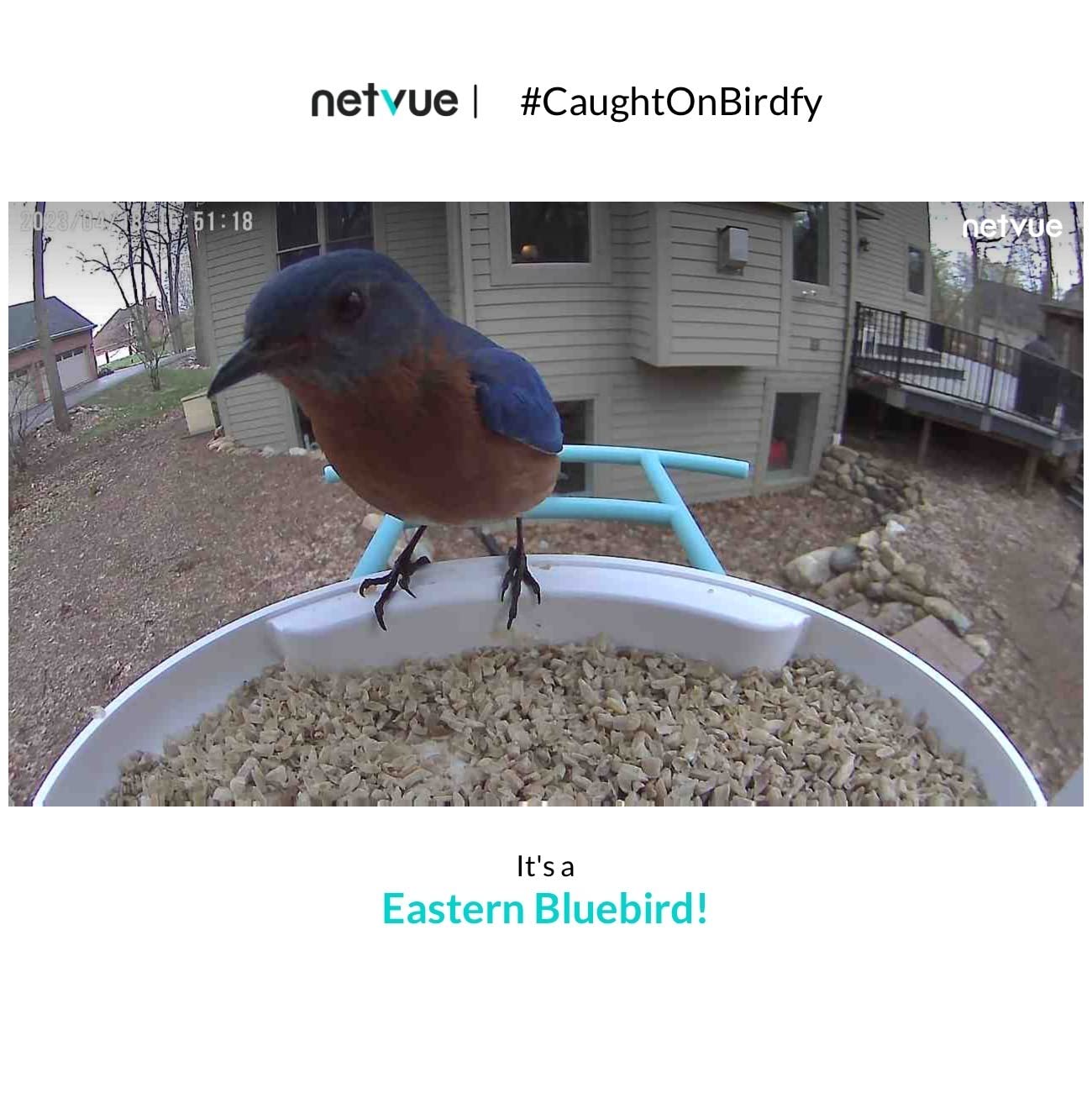 NETVUE by Birdfy Smart Bird Feeder with 2K AI Camera (Feeder 1) customer photo 2