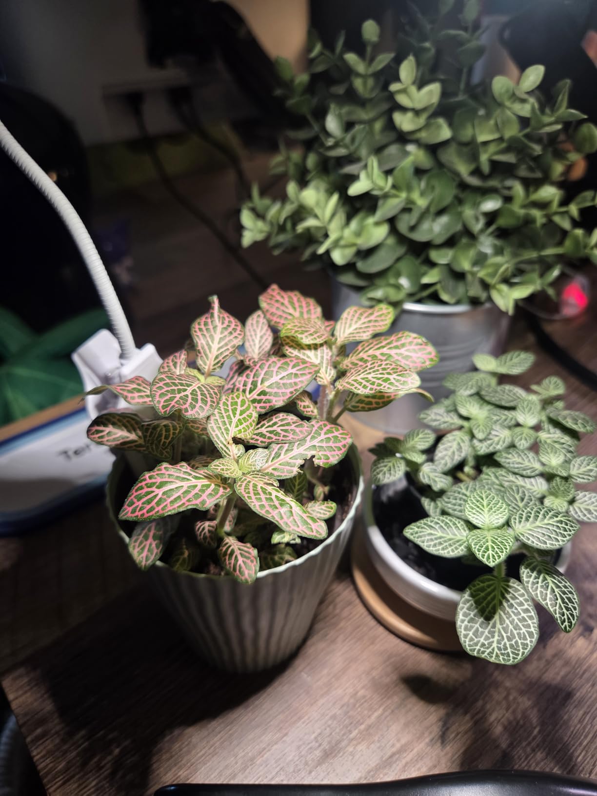 SANSI Grow Lights for Indoor Plants, Pot Clip-On Plant Light, 1-Pack customer photo 1
