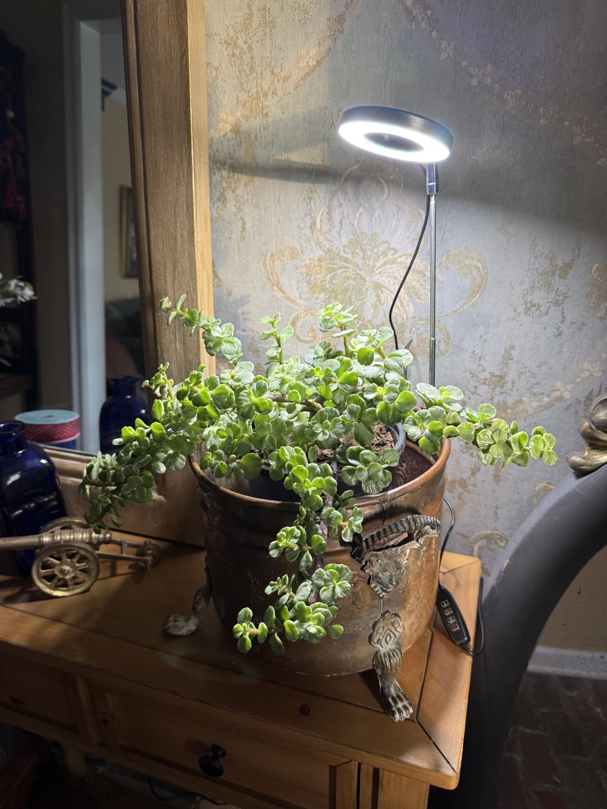 Aokrean Grow Lights for Indoor Plants, Full Spectrum Plant Light with Base customer photo 1