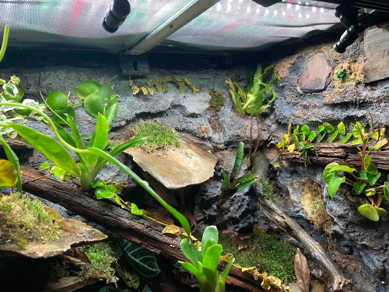 Automatic Reptile Mister System, Misting System with Timer, Reptile Humidifiers Quiet Pump Expandable to 10 Fine Mist Nozzles, Terrarium Mister with Programmable Timer Accurate to The Second customer photo 2