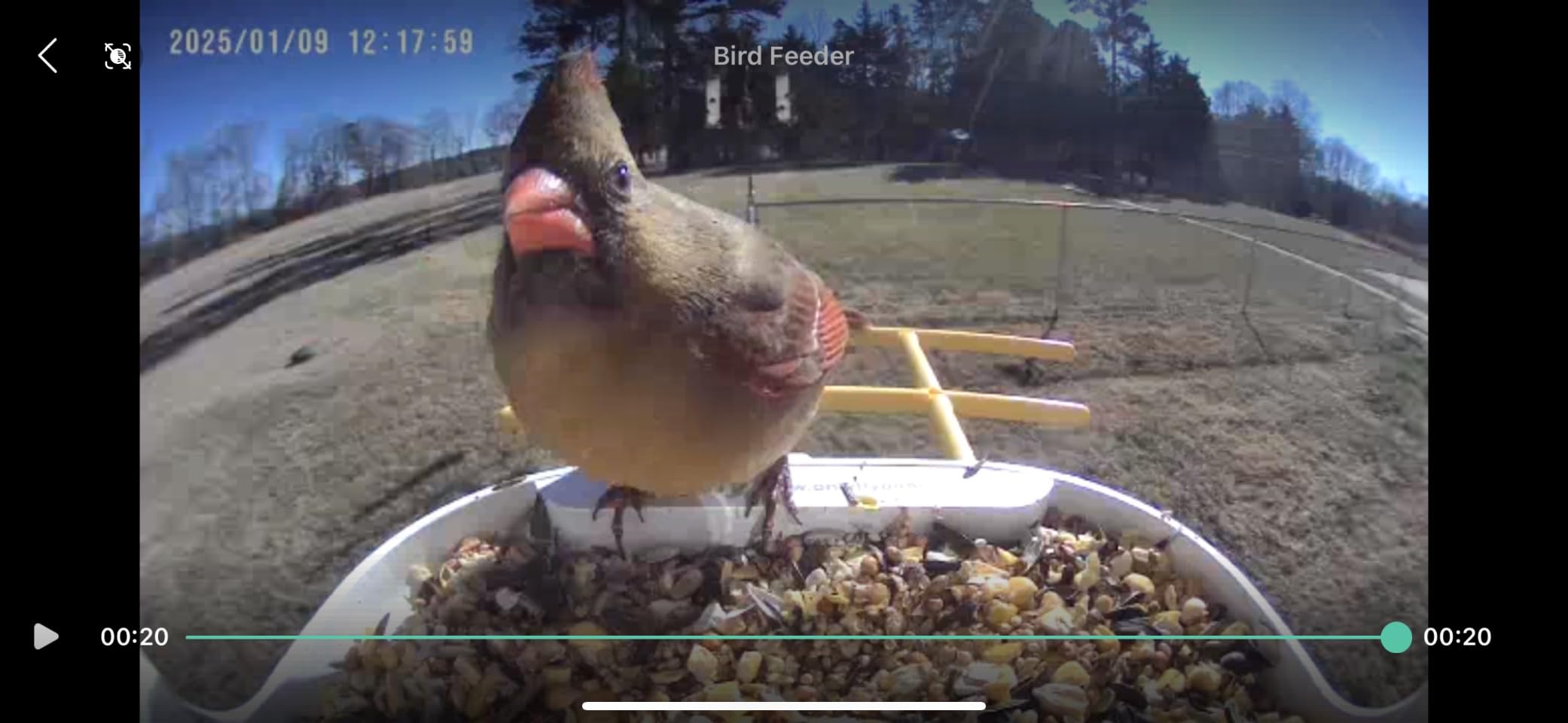 Smart Bird Feeder with Camera Solar Powered, 2K Live Stream for Backyard customer photo 2