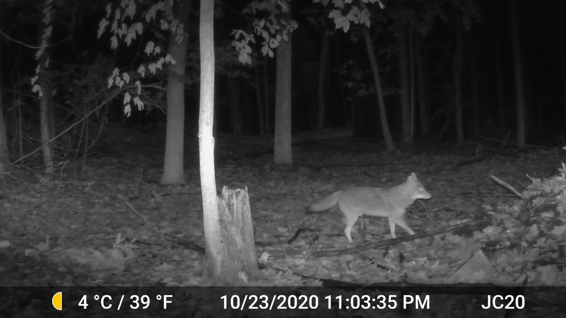 GardePro A3S 2-Pack Trail Camera, 64MP Photo, 1296P HD Video with Sound customer photo 1