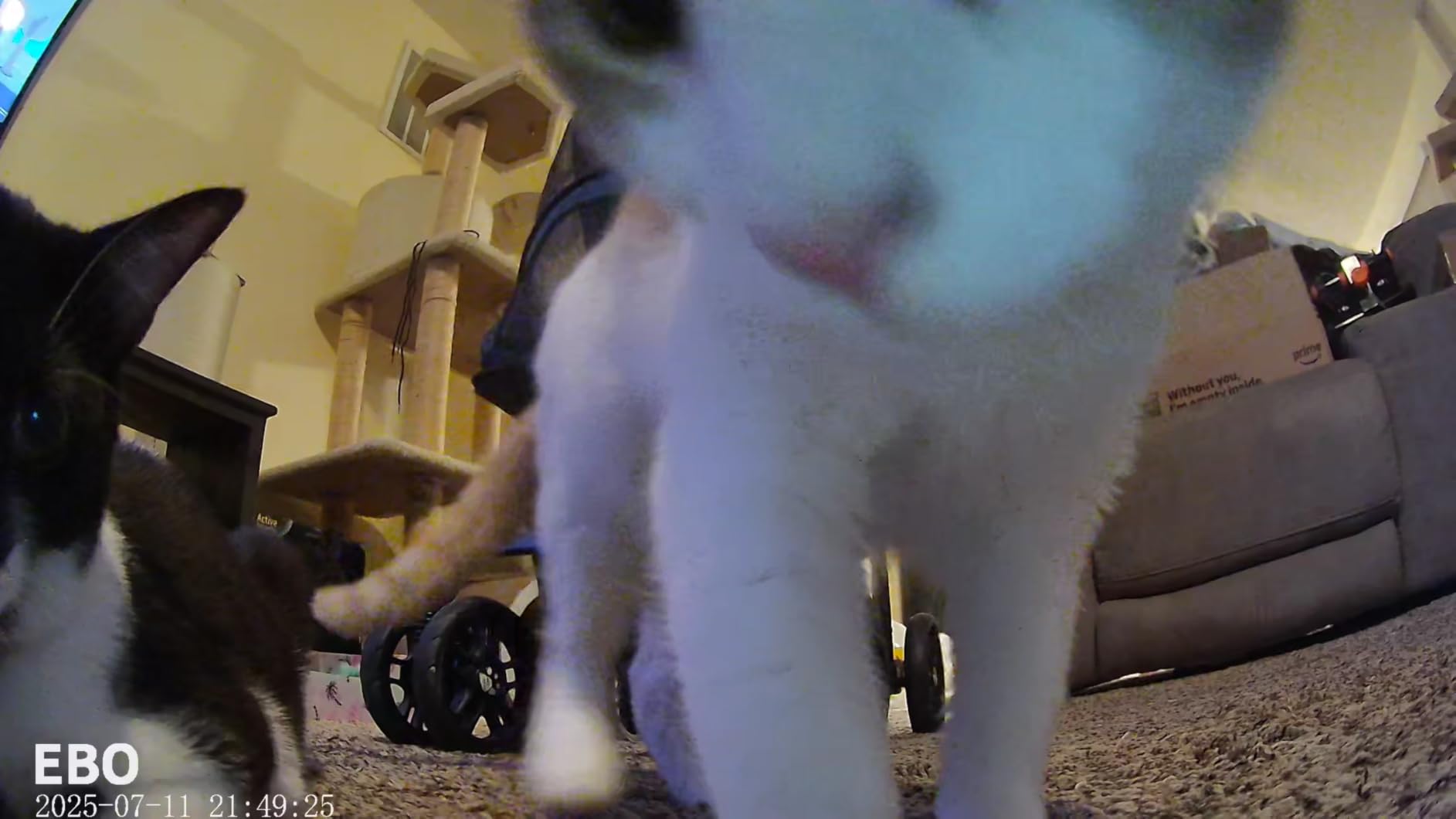 Enabot EBO Air 2 Mobile Pet Camera Robot: 2K FamilyBot with Two-Way Talk customer photo 1