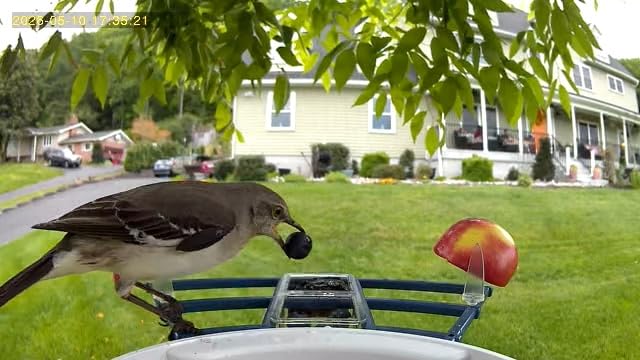 NAVFS Smart Bird Feeder with Camera Solar Powered & AI Bi rd Identification, 2.4Ghz WiFi Bird feeders for Outdoors, 2K Live Video, Instant Arrival Alerts-Green-Yellow customer photo 1