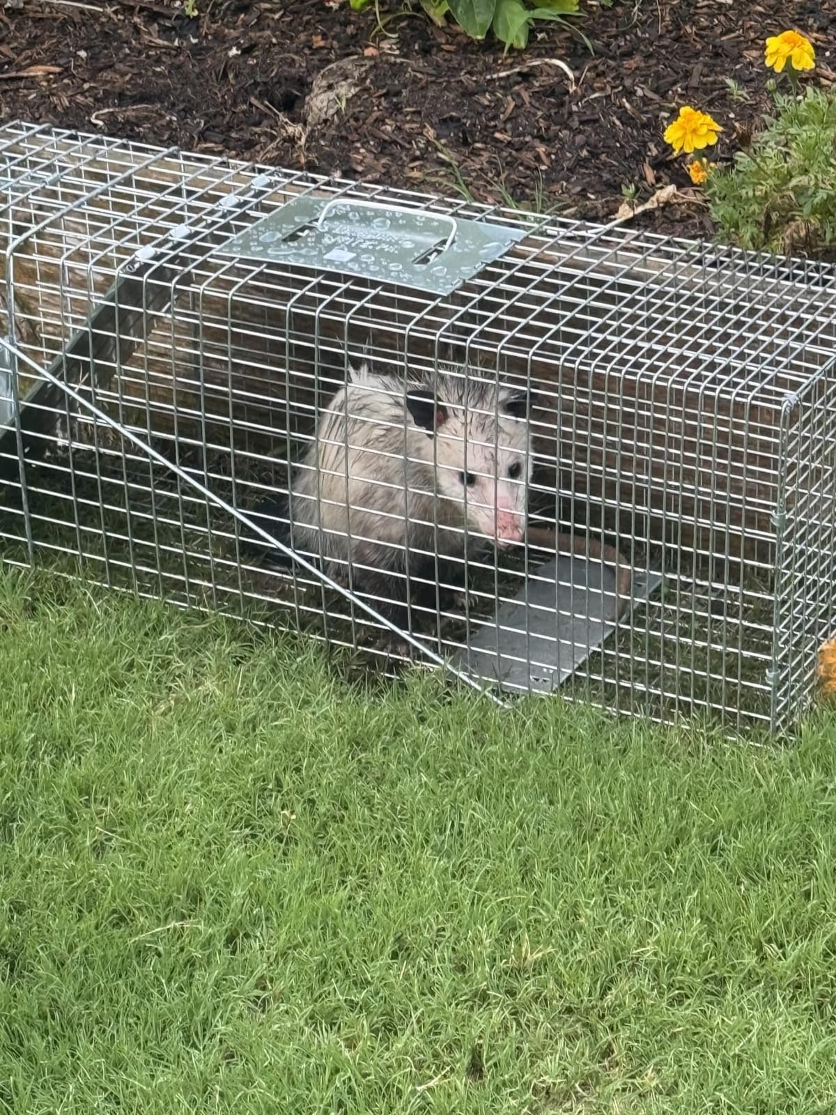 Havahart Large 1-Door Live Animal Trap for Raccoons, Cats, Bobcats, Beavers customer photo 2