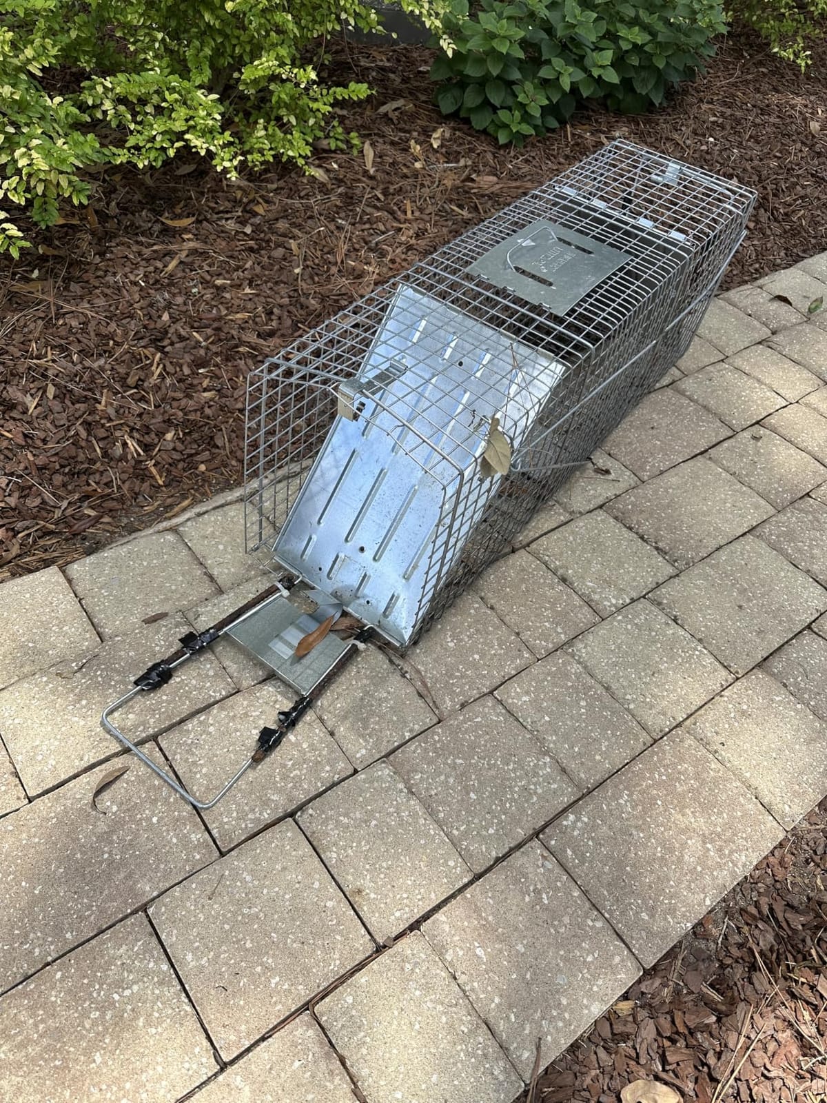 Havahart Large 2 Door Humane Catch and Release Live Animal Trap for Armadillos, Beavers, Bobcats, Small Dogs, Cats, Foxes, Groundhogs, Nutria, Opossums, Raccoons, Live Catch Trap for Stray Dogs 1045SR customer photo 2