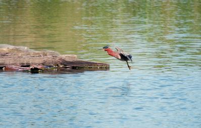 Nikon 55-200mm f/4-5.6G ED IF Auto Focus-S DX VR [Vibration Reduction] Nikkor Zoom Lens customer photo 1