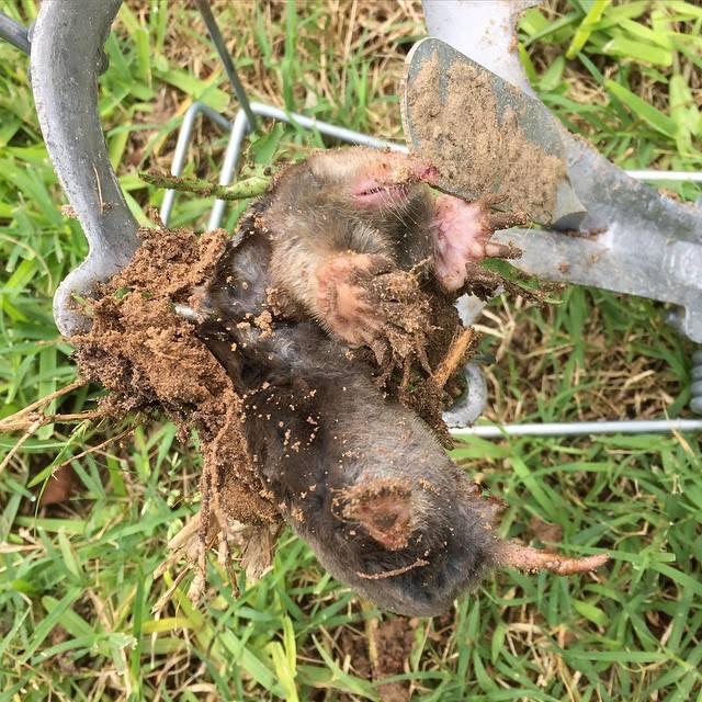 Nash 100 Choker Loop Mole Trap customer photo 1
