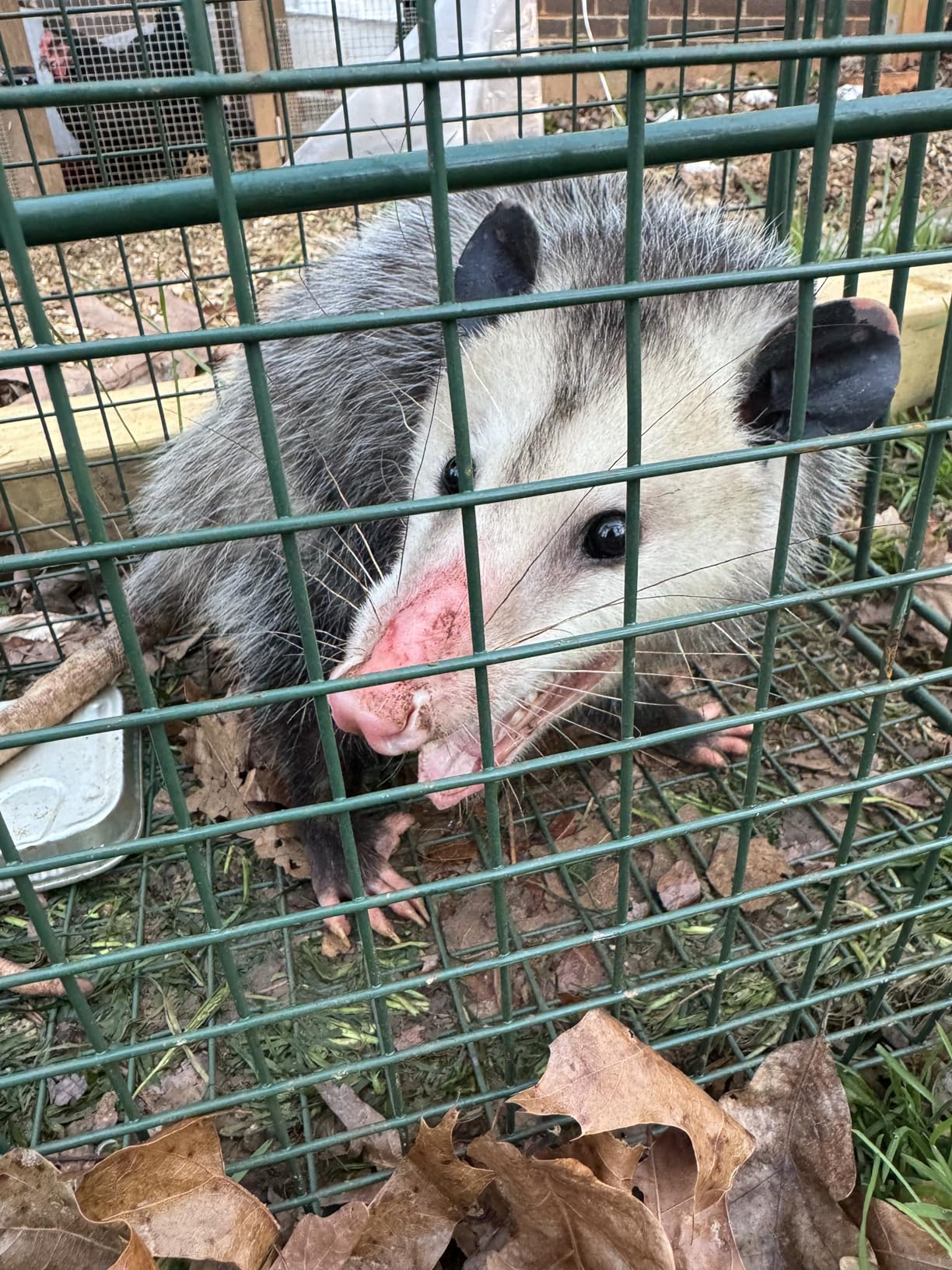 Duke Traps Heavy Duty Large Cage Trap customer photo 1