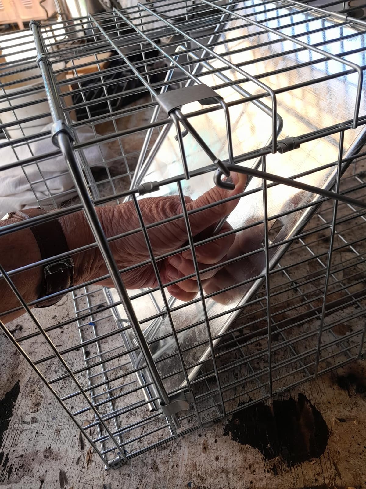 ZENY Live Animal Cage Trap, 32