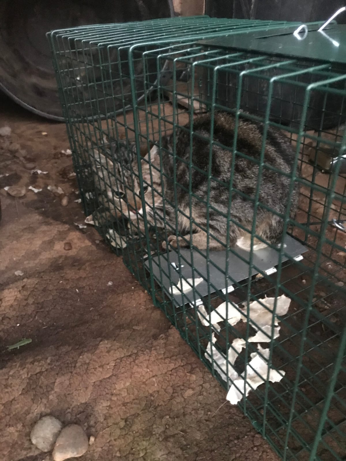 HOMESTEAD 32 Inch Live Animal Trap - Specialized for Raccoons, Opossums, Groundhogs, Skunks, Feral Cats, Squirrels - Humane Way Catch & Release Animal Trap customer photo 1