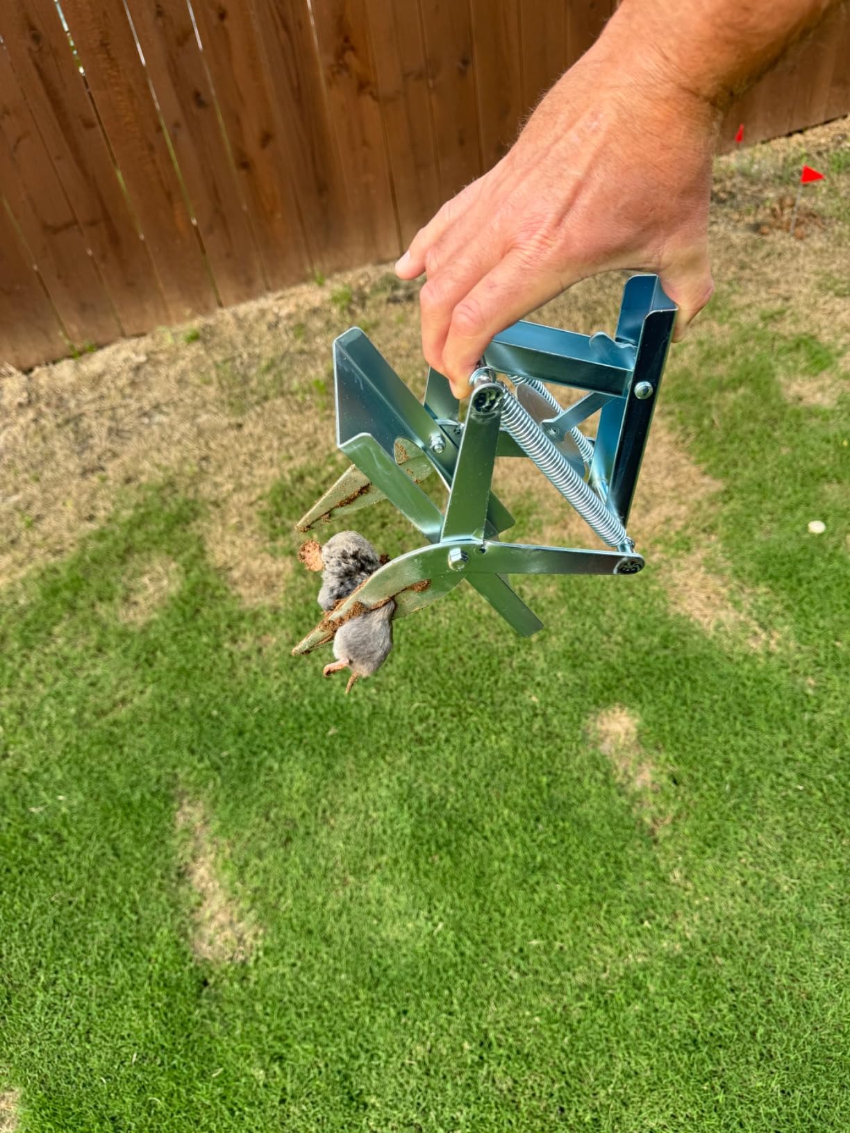 Garsum Scissor Mole Trap for Lawns, Mole Kill for lawns, EasySet Eliminator Vole Gopher Traps, Reusable Quick and Clean Kill,1 Scissor Trap customer photo 2