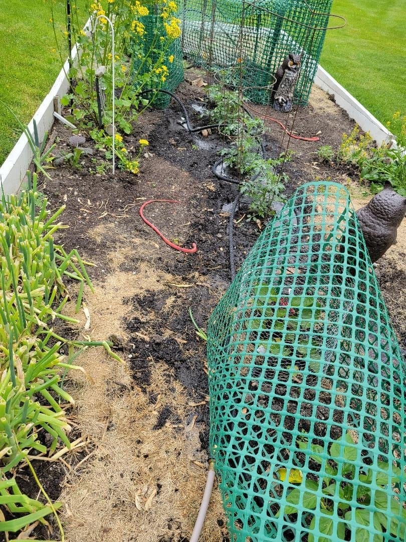 3 Pack Short Soaker Hose 15 Ft for Garden Beds, 1/2’’ 50 ft Soaker Hose for Foundation Watering, 70% Water Saving Drip Hose Irrigation for Lawn, Landscaping, Garden (15 FEET x 3PACK, Black) customer photo 2