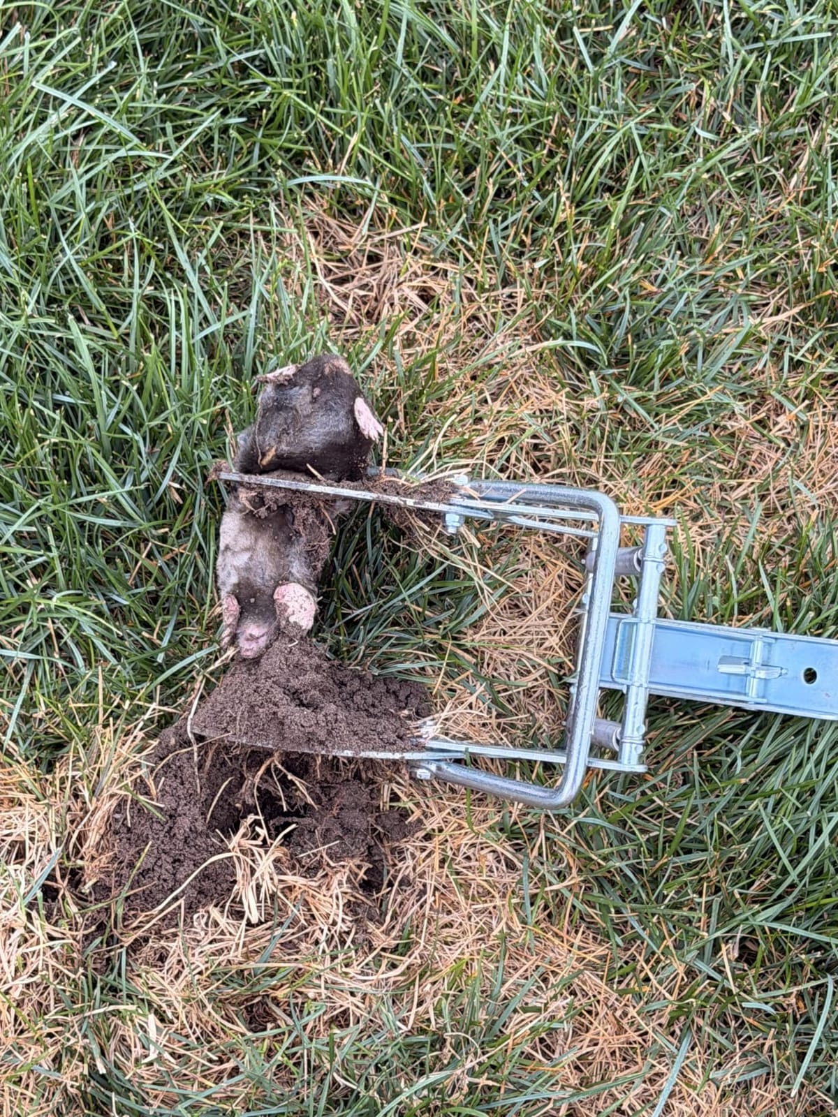 Mole Trap Scissor 2 Pack, Polaflex Mole Traps for Lawns, Step-Set customer photo 2